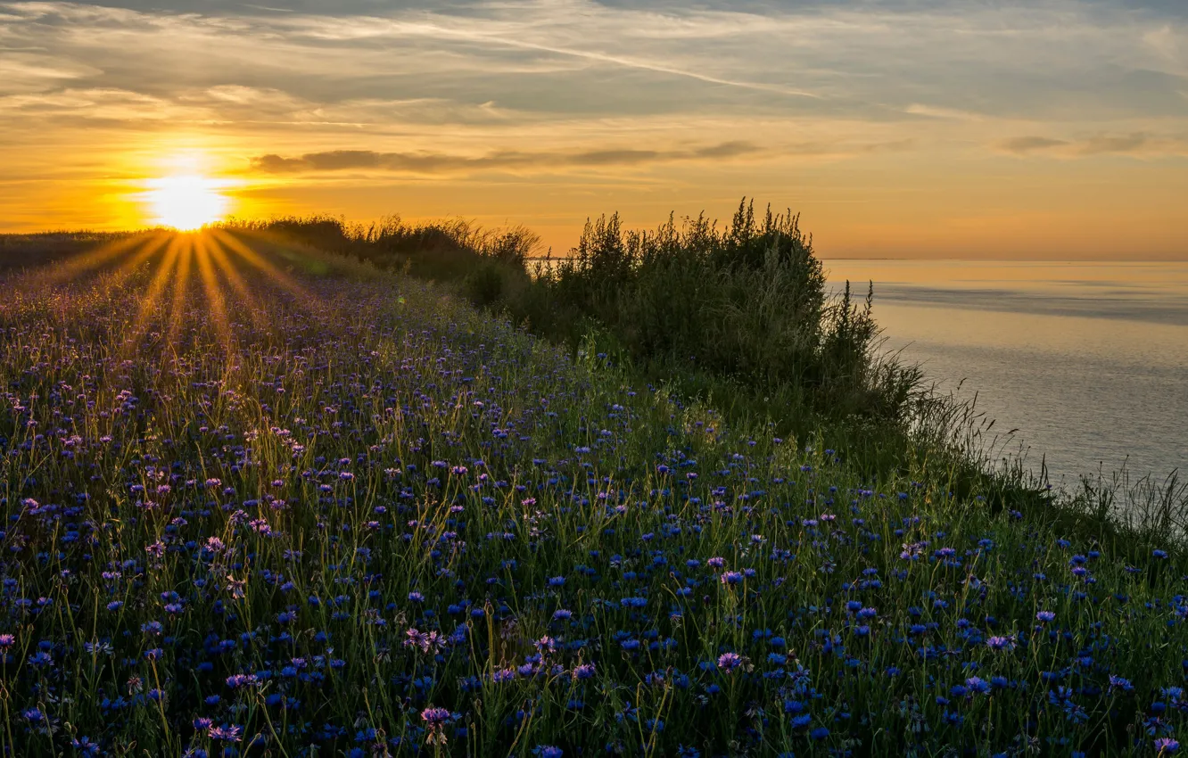 Photo wallpaper sea, sunset, flowers, coast, Germany, Germany, cornflowers, The Baltic sea