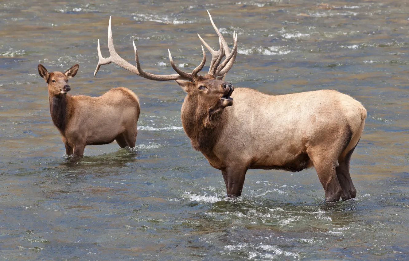 Photo wallpaper water, deer, pair, horns