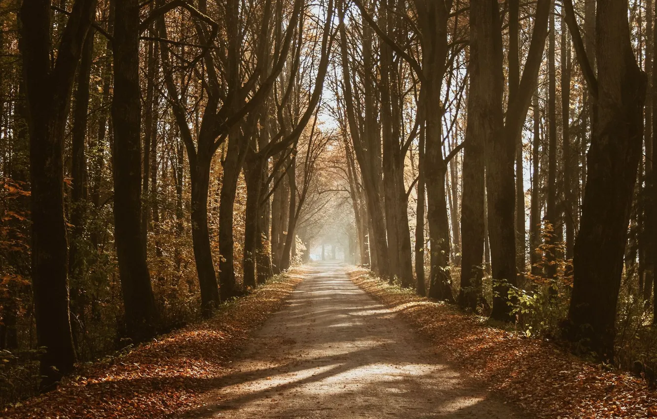 Photo wallpaper road, autumn, forest, light, trees, nature, shadow