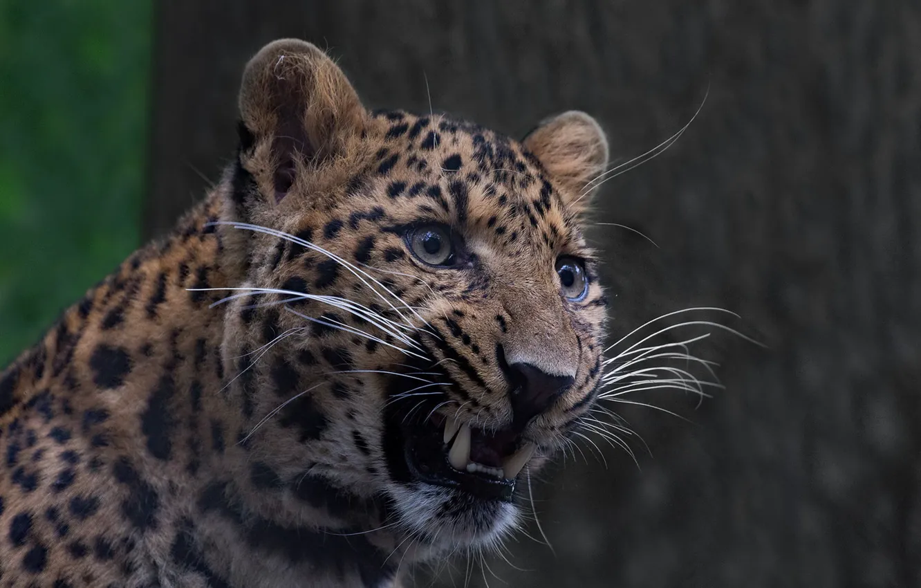 Photo wallpaper background, leopard, grin