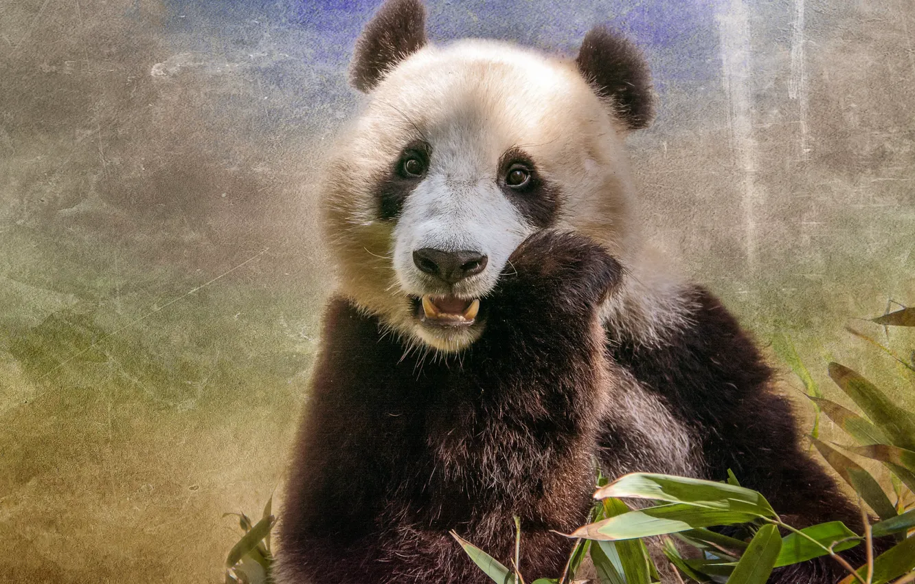 Photo wallpaper bear, Panda, funny