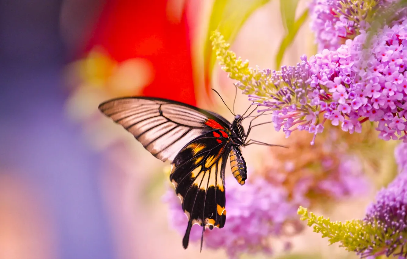 Photo wallpaper macro, flowers, butterfly, Sailfish Catch