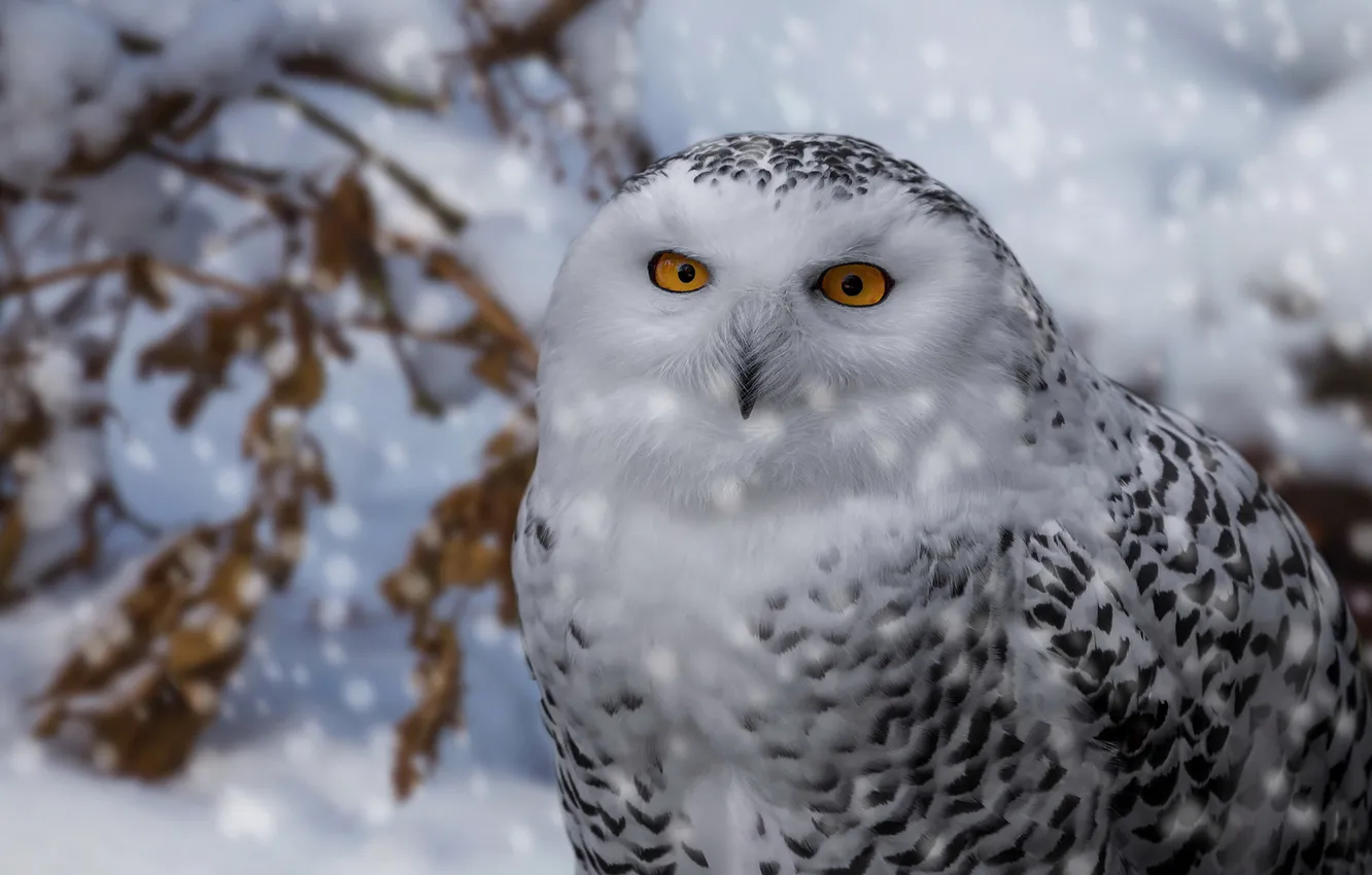 Photo wallpaper winter, look, snow, branches, bird, portrait, snowfall, snowy owl