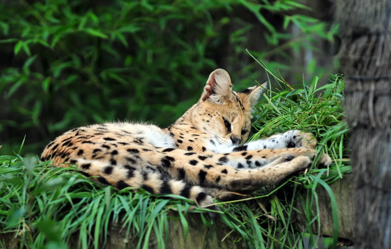 Photo wallpaper cat, grass, stay, Serval