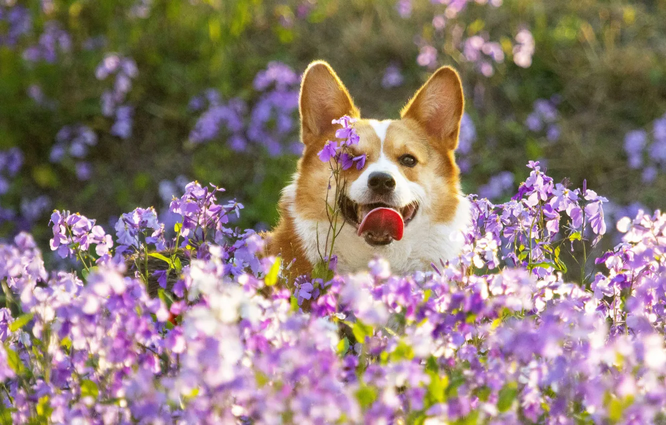 Photo wallpaper look, nature, pose, dog, face