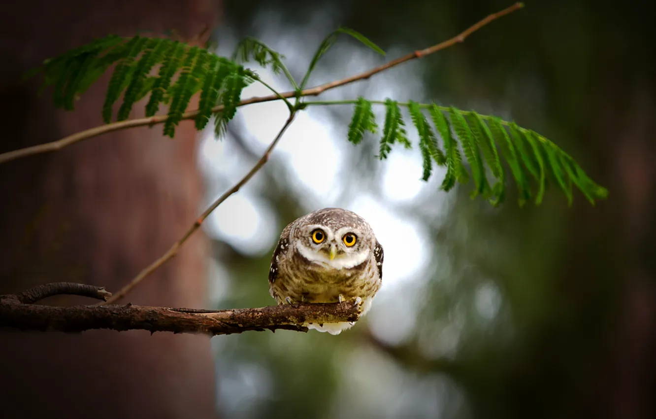 Photo wallpaper look, leaves, trees, branches, nature, owl, bird, owl