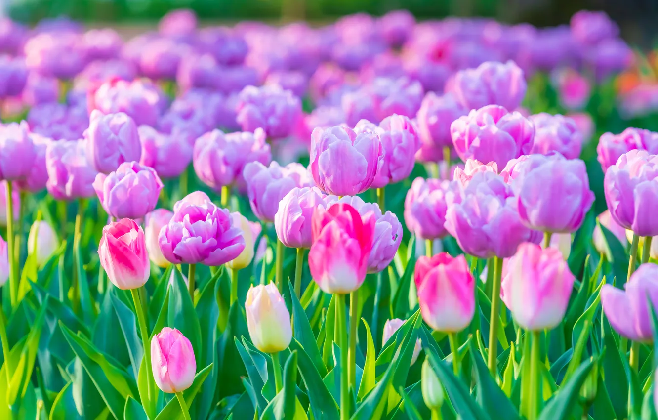 Photo wallpaper light, flowers, nature, beauty, spring, garden, tulips, pink