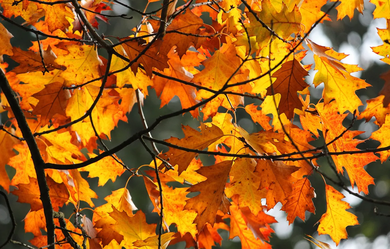 Photo wallpaper autumn, leaves, light, branches, yellow, maple, the colors of autumn, autumn leaves