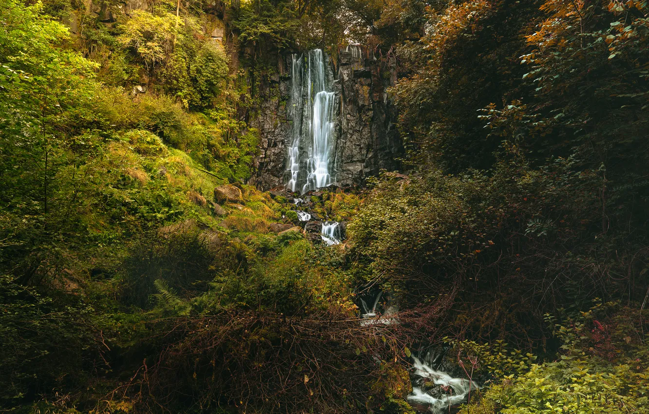 Photo wallpaper autumn, forest, branches, rocks, thickets, waterfall, shrub