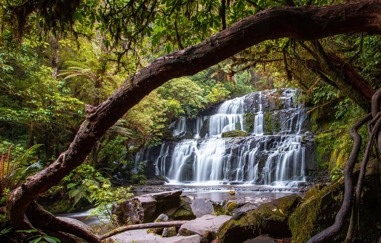 Photo wallpaper greens, forest, stones, rocks, shore, foliage, waterfall, tree
