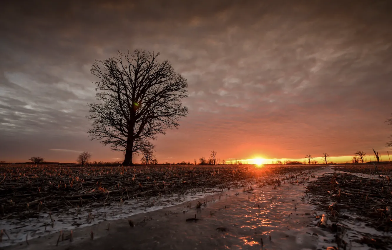 Photo wallpaper field, trees, sunset