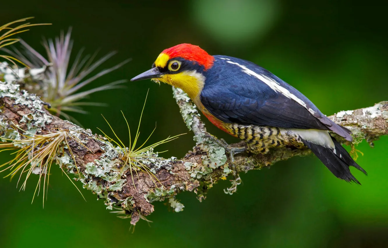 Photo wallpaper bird, feathers, Brazil, geograpy woodpecker