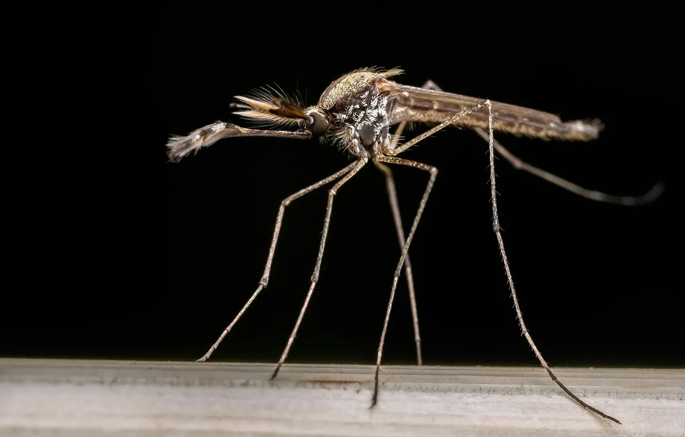 Photo wallpaper background, mosquito, The Apartment Albifasciatus