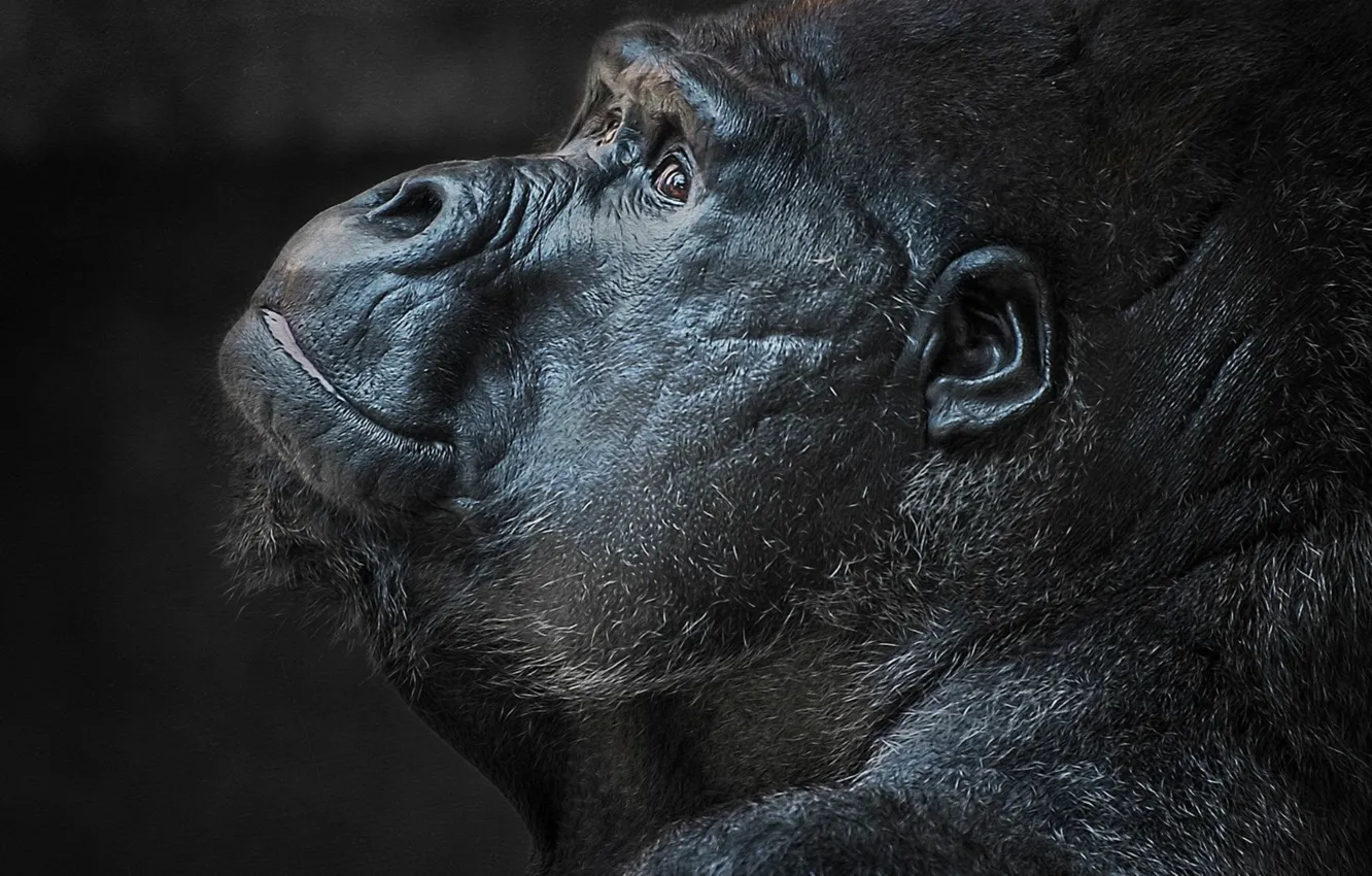 Photo wallpaper animals, mammal, closeup, Gorillas, animal themes, animal wildlife