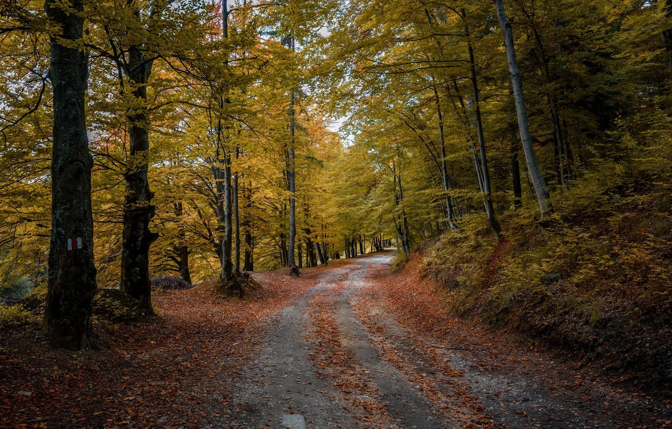 Photo wallpaper road, autumn, forest