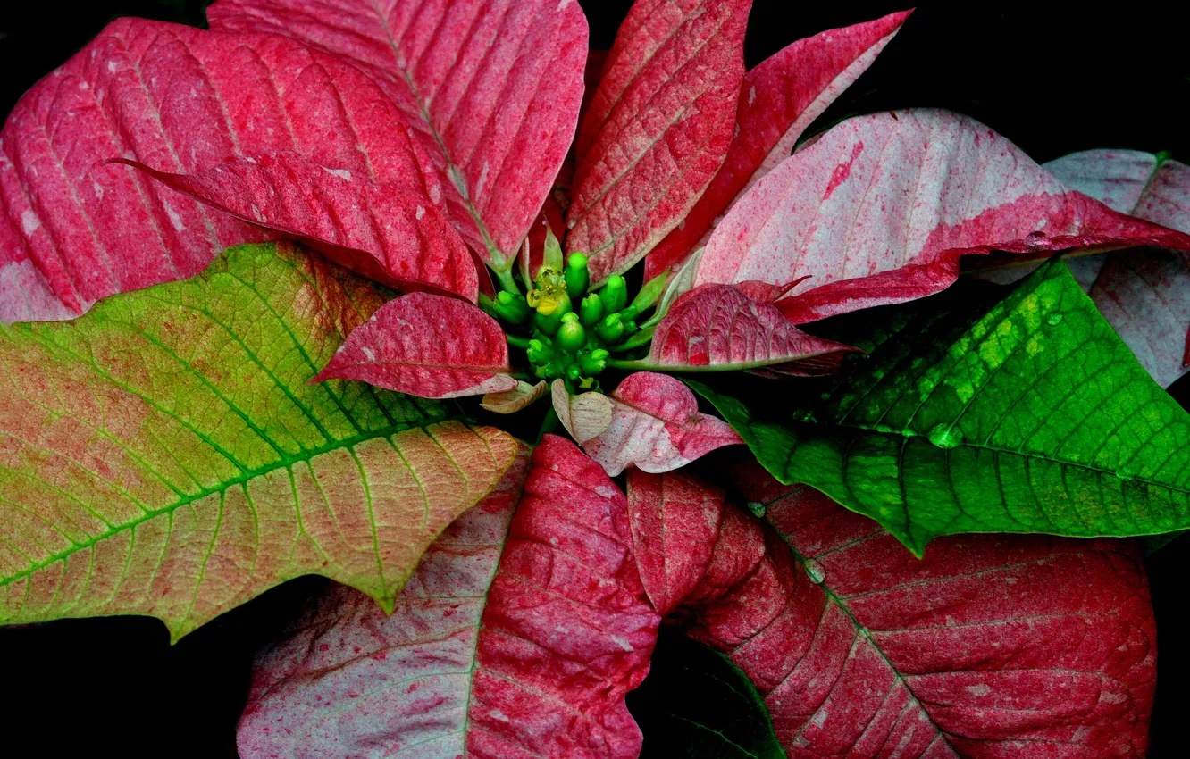 Photo wallpaper autumn, leaves, plant, color