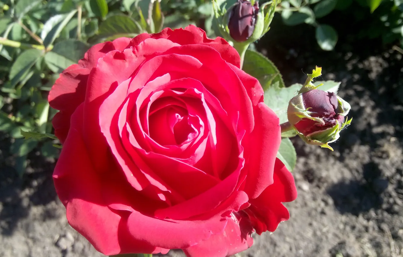 Photo wallpaper flowers, roses, flower, Red