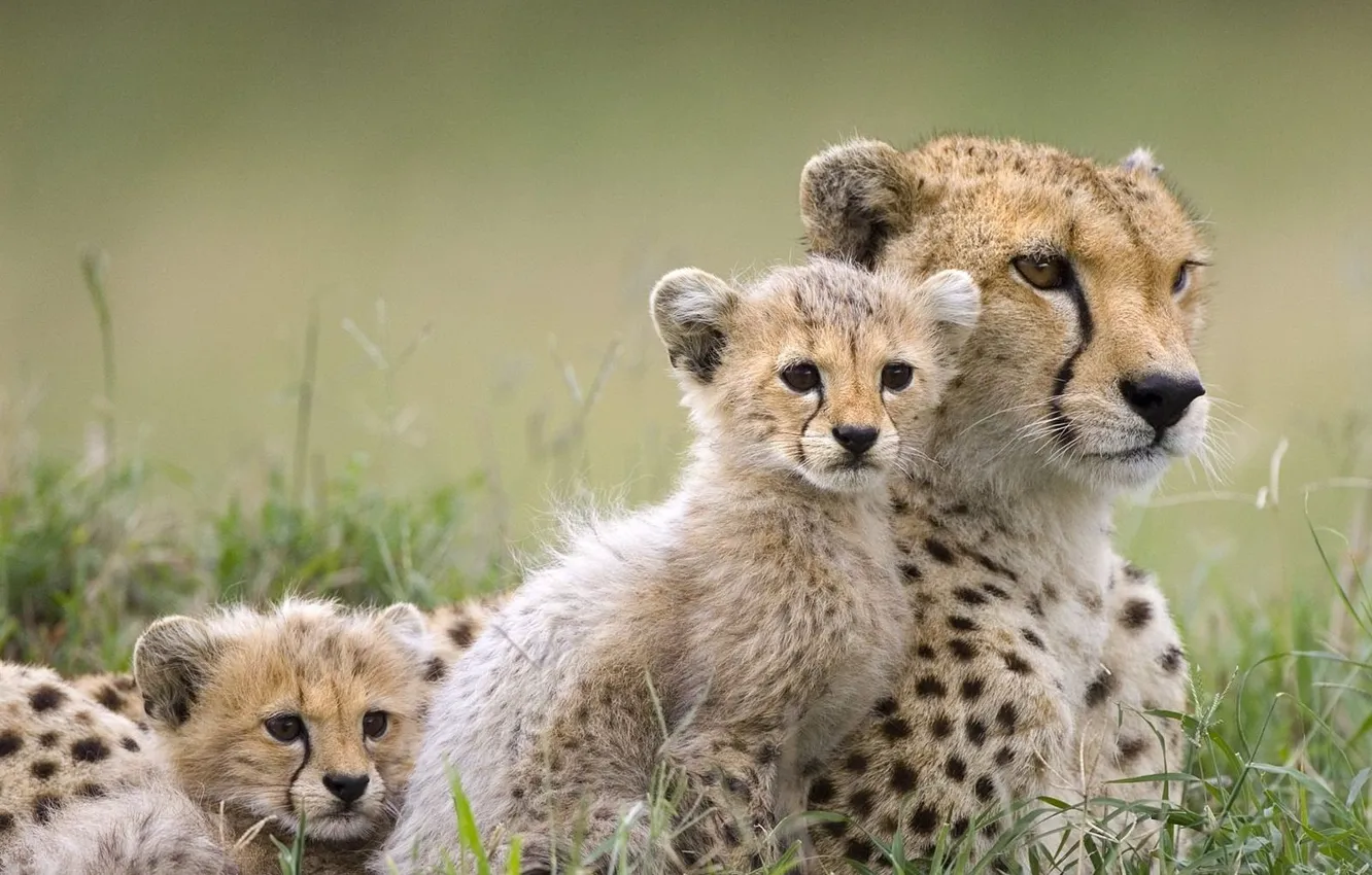 Photo wallpaper predator, Cheetah, kitty, wild cats