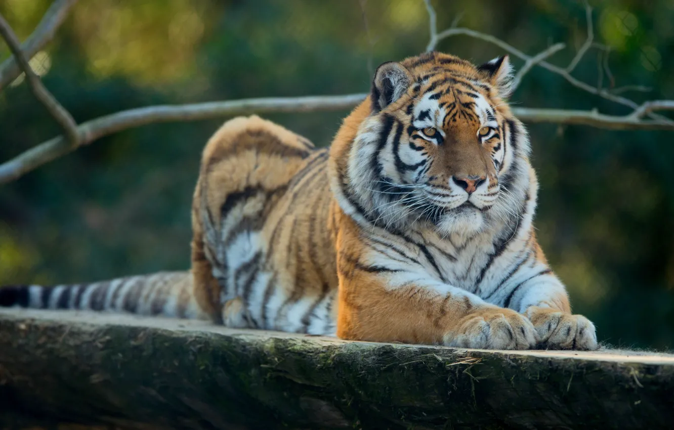 Photo wallpaper cat, branches, tiger, background, lies, log, wild cats, bokeh
