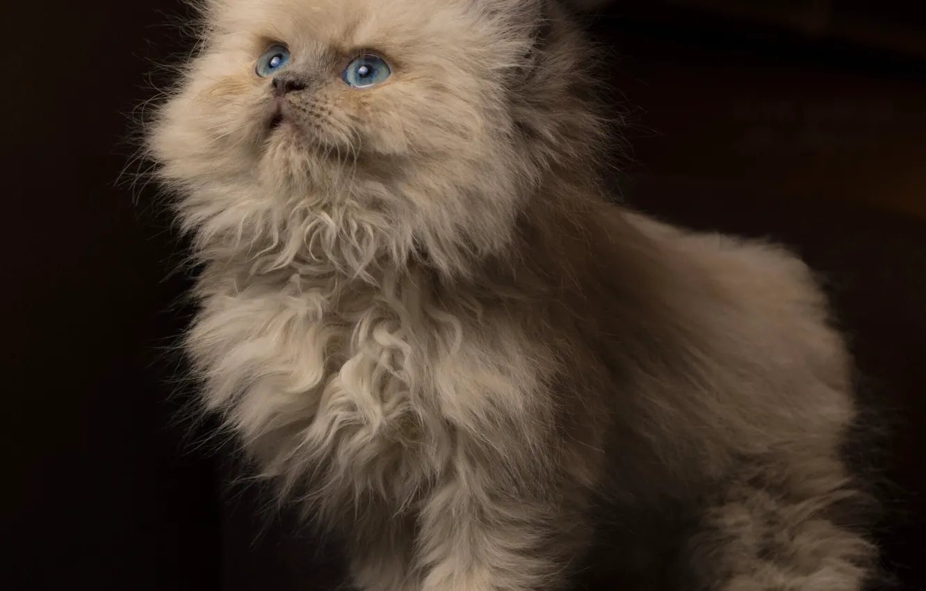 Photo wallpaper look, fluffy, kitty, blue eyes