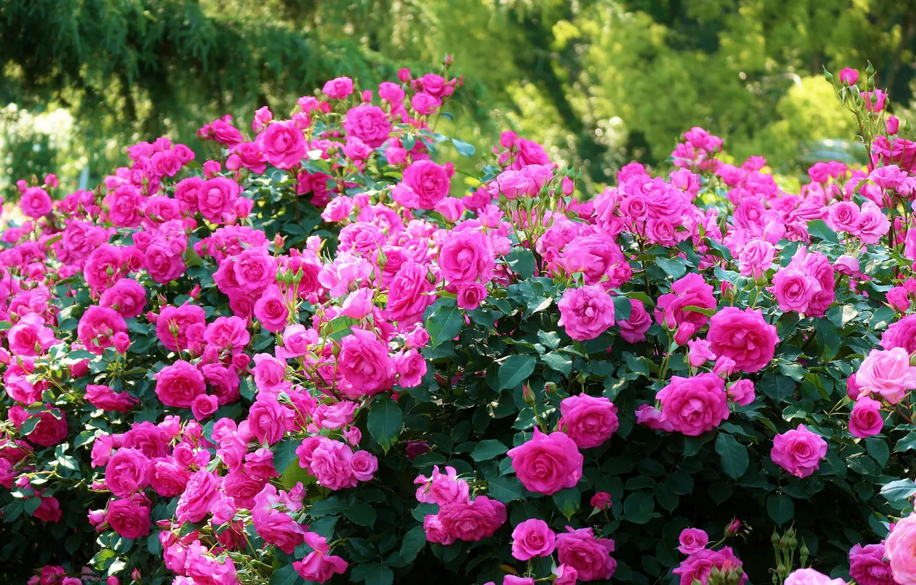 Photo wallpaper roses, Japan, Japan, Kyoto, Kyoto, the bushes, Botanical garden, Kyoto Botanical Garden