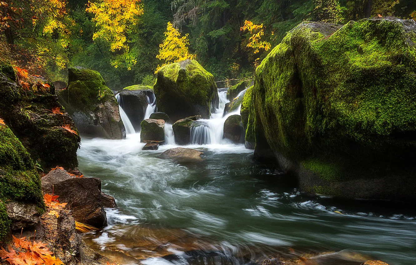 Photo wallpaper autumn, forest, trees, river, stones, rocks, moss, stream