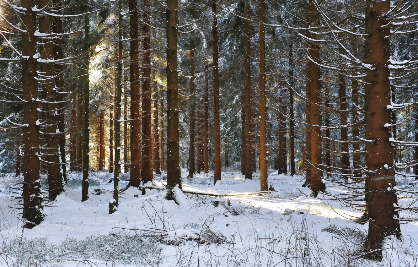 Photo wallpaper winter, forest, the sun, rays, snow, pine