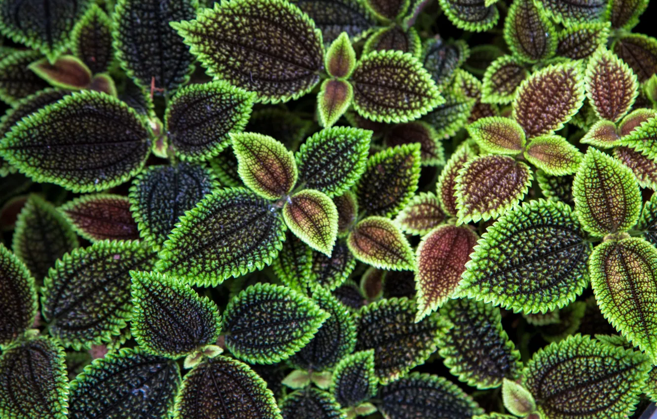 Photo wallpaper leaves, green, plant, flowerbed, veins, a lot, carved, decorative