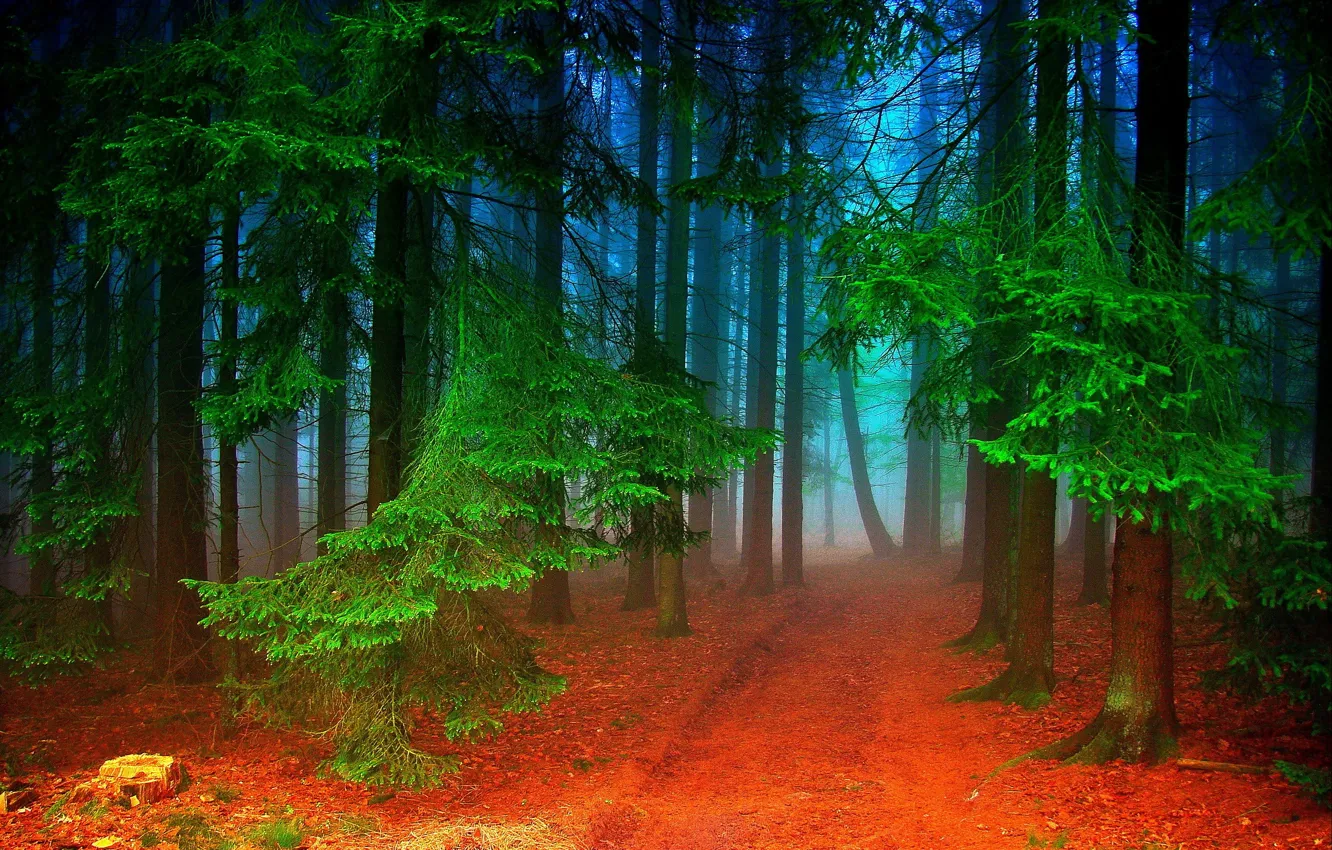 Photo wallpaper Germany, morning, North Rhine-Westphalia, Morkepütz