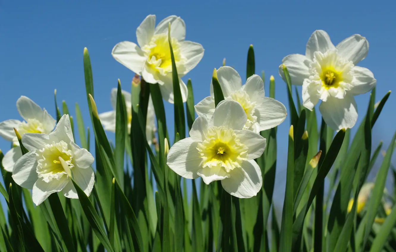 Photo wallpaper macro, spring, daffodils