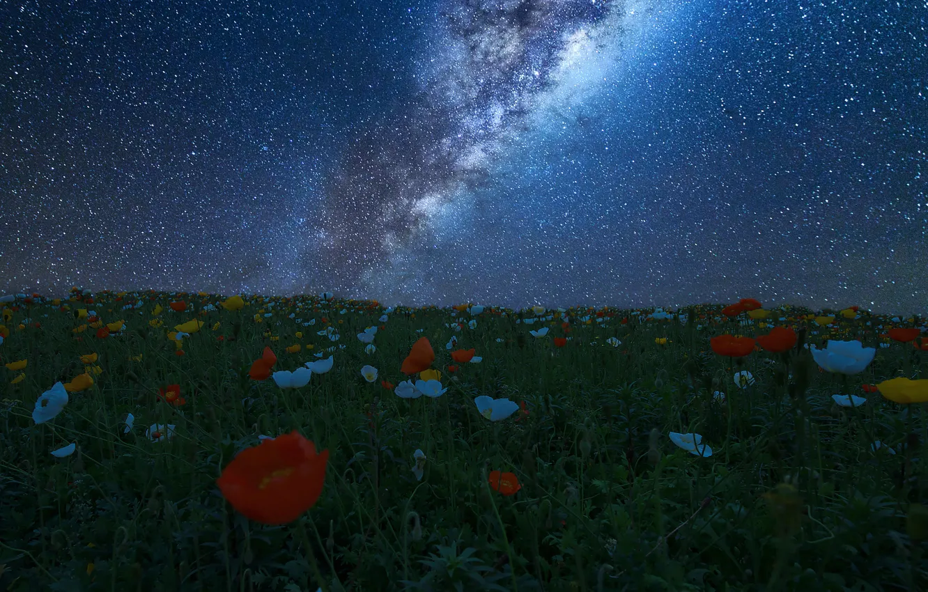 Photo wallpaper field, the sky, stars, flowers, night, meadow