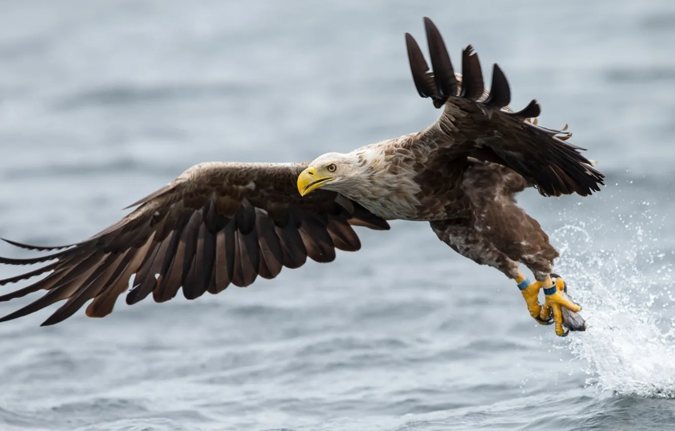 Photo wallpaper water, bird, wings, the rise, White-tailed eagle