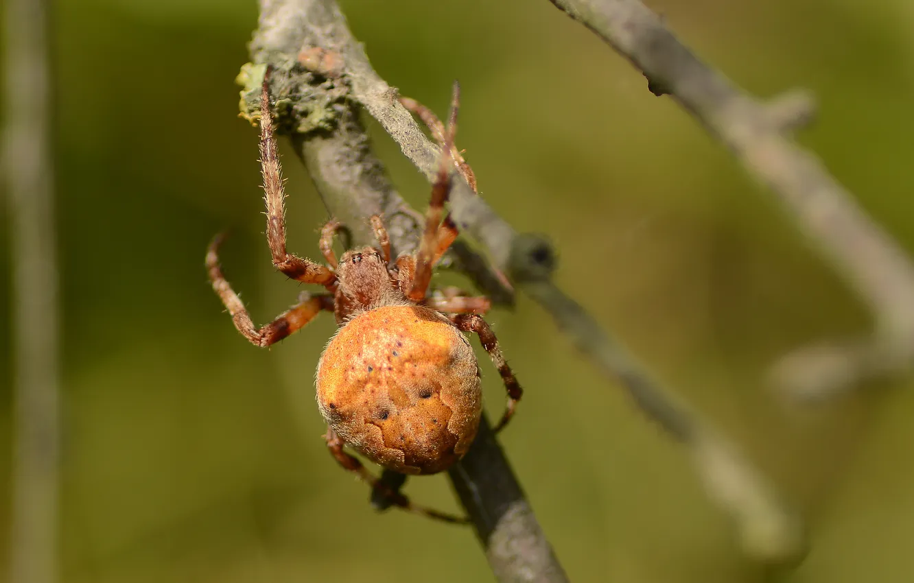 Photo wallpaper macro, nature, spider, Autumn.