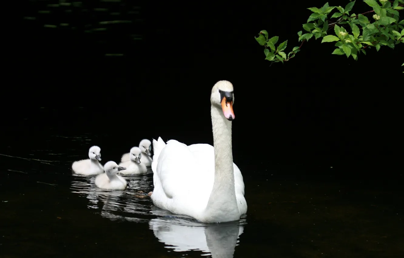 Photo wallpaper white, lake, pond, swans, duck, family, OFFSPRING