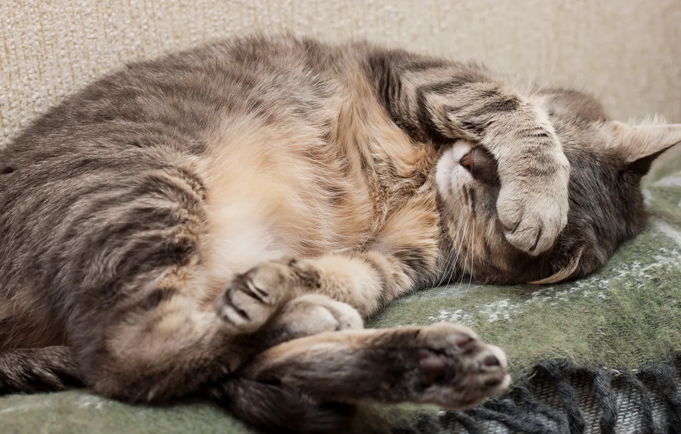 Photo wallpaper cat, grey, paws, wool, sleeping, lies, plaid, resting