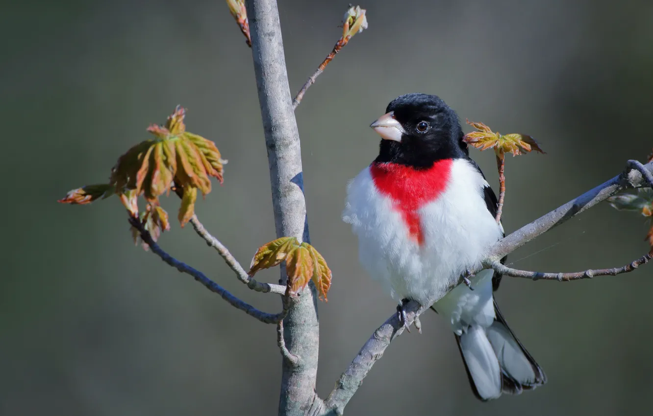 Photo wallpaper trees, branches, background, bird, The red-breasted cardinal Dubonosov, Vladimir Morozov