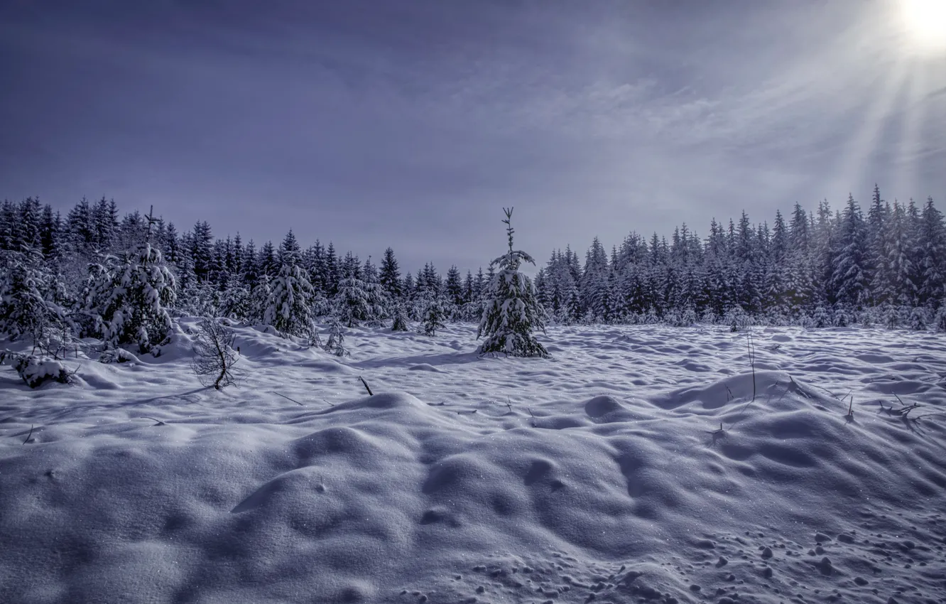 Photo wallpaper winter, forest, snow, morning
