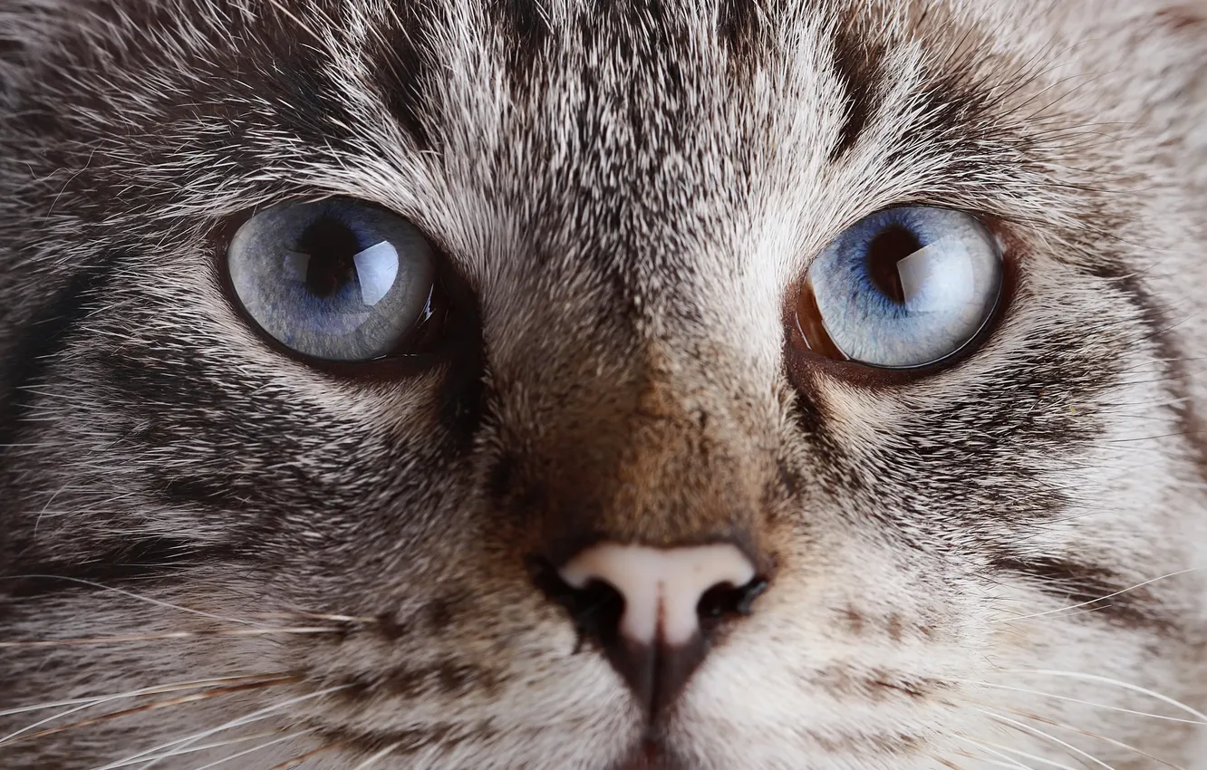 Photo wallpaper cat, eyes, cat, look, face