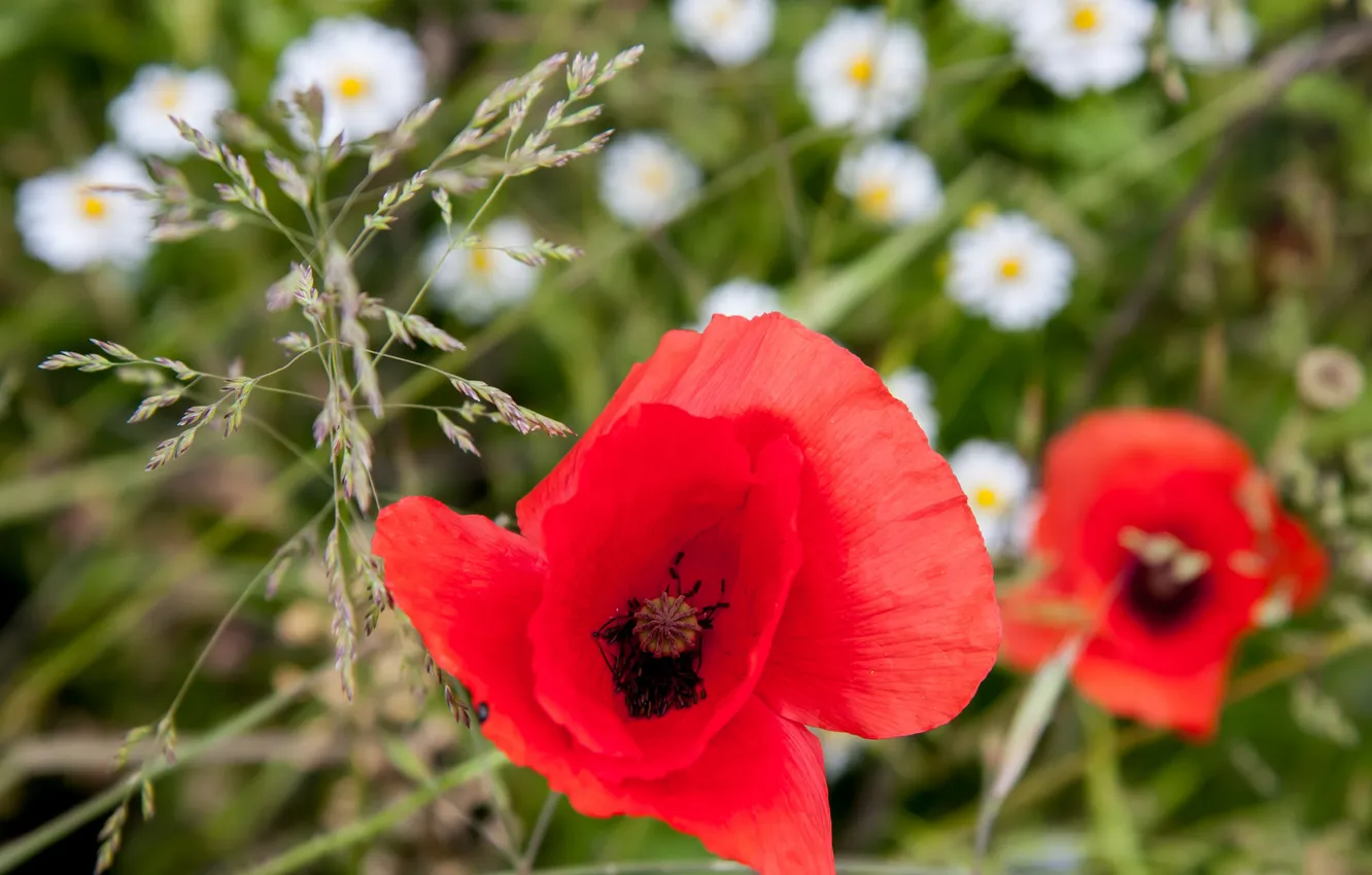 Photo wallpaper field, macro, Mac, petals, meadow