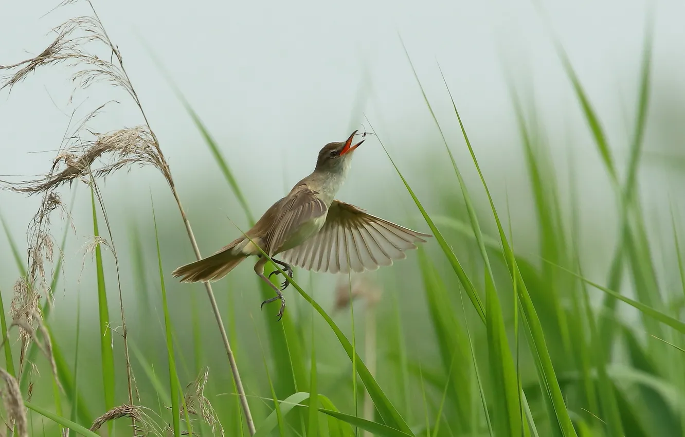 Photo wallpaper grass, nature, bird