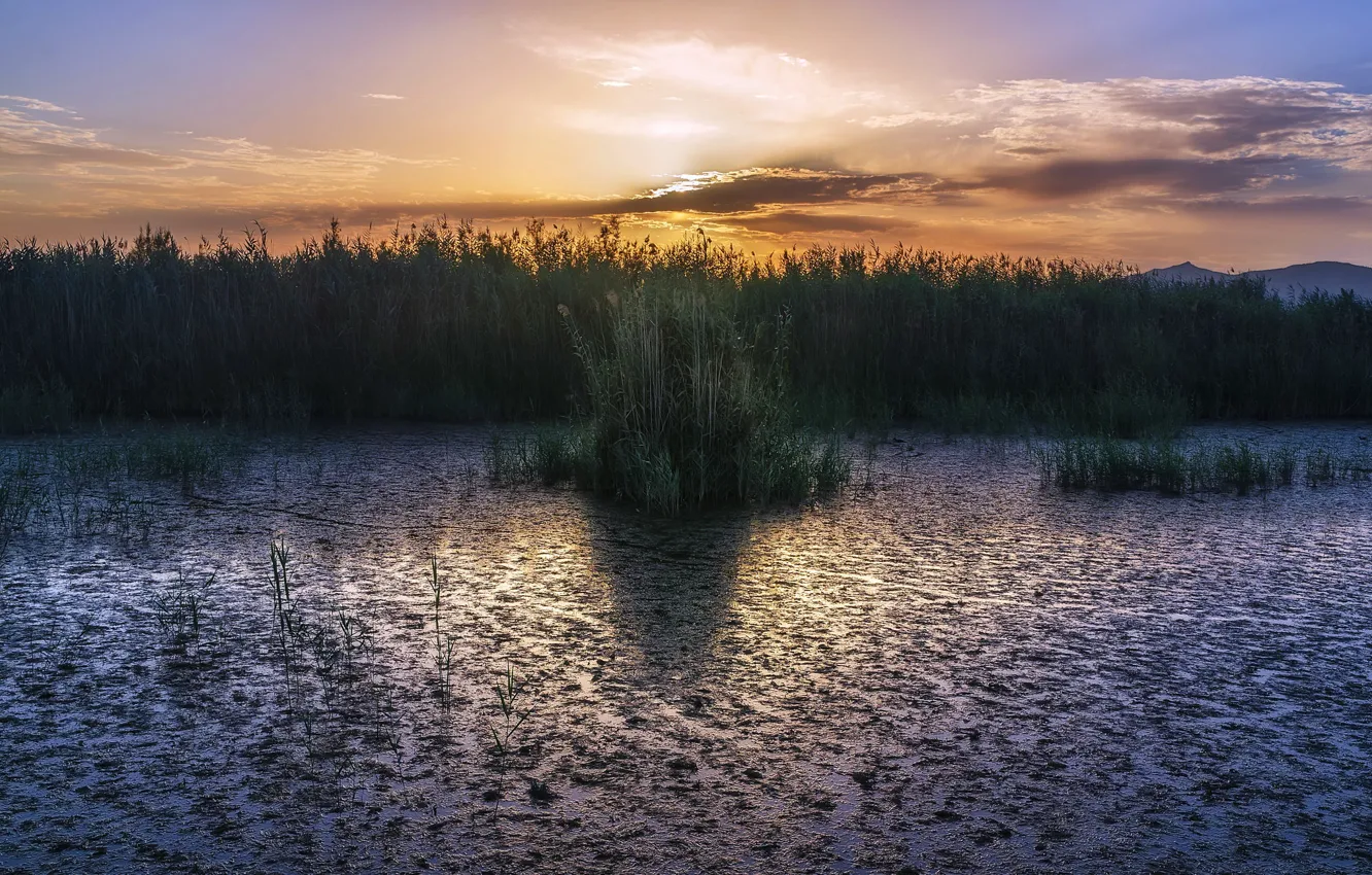Photo wallpaper sunset, nature, swamp