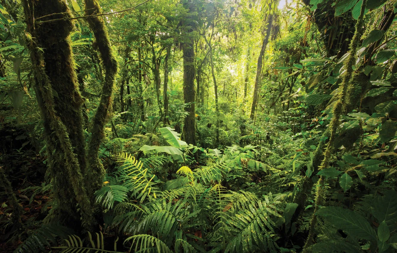 Photo wallpaper trees, nature, palm trees, plant, jungle, trees, jungle, nature