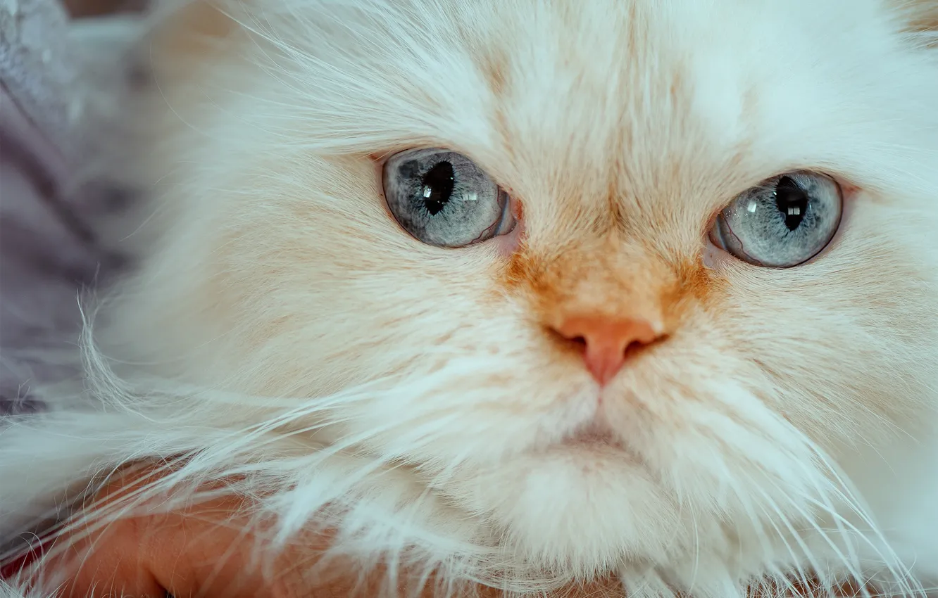 Photo wallpaper look, muzzle, blue eyes, Himalayan cat