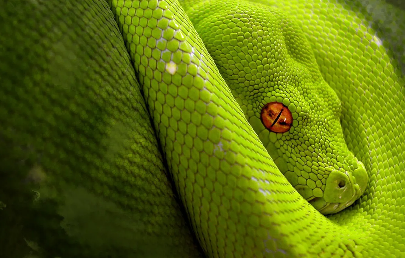 Photo wallpaper snake, Green, jungle, reptile, camouflage