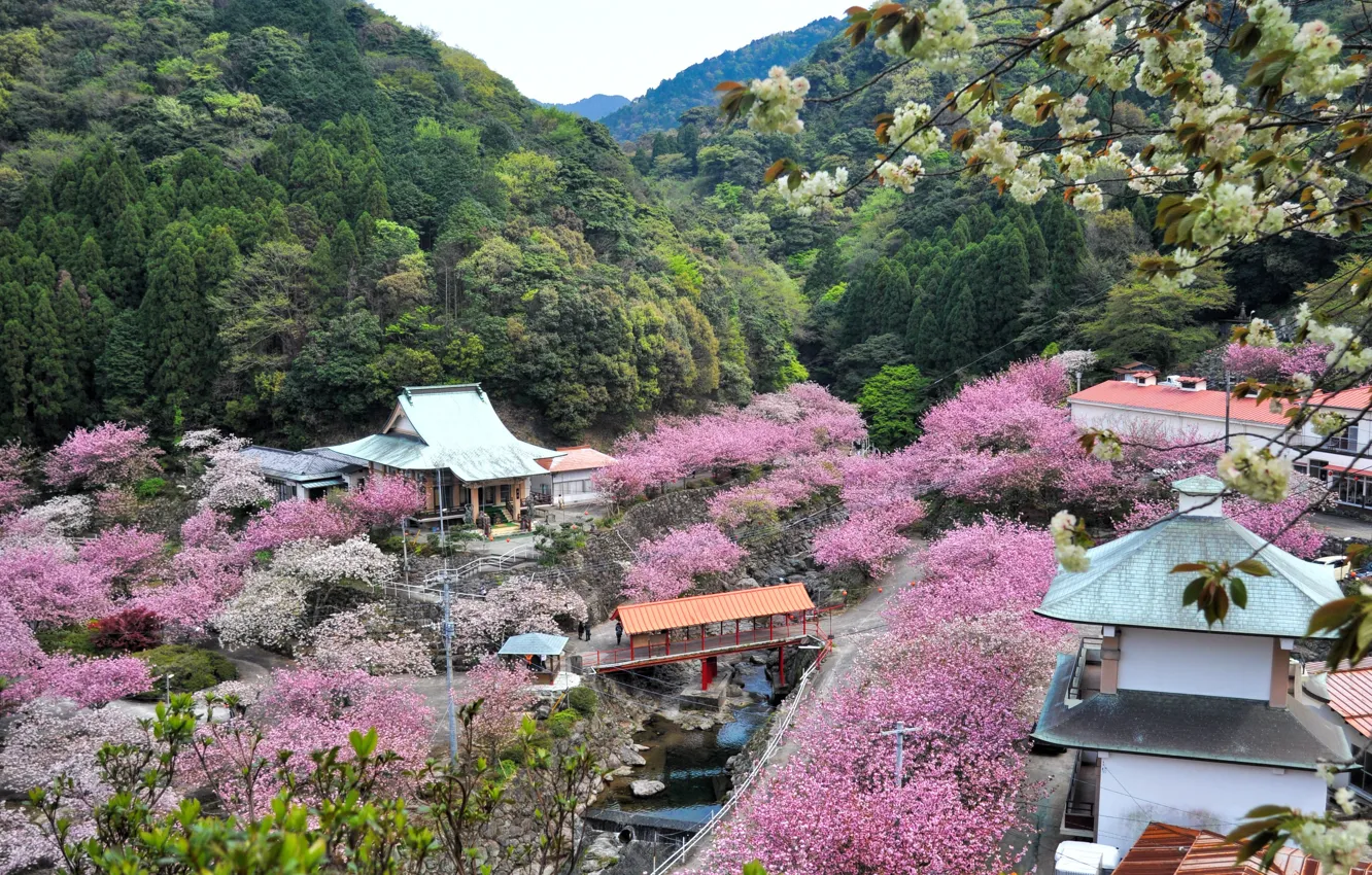 Photo wallpaper Japan, Japan, the roofs of the houses, wooded hills, the cherry blossoms, Oita