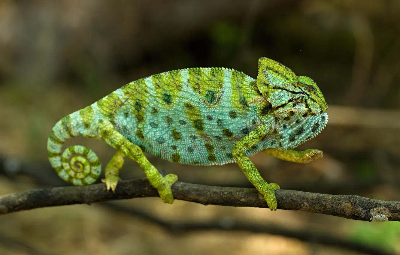 Photo wallpaper green, chameleon, background, legs, branch, spiral, tail, profile