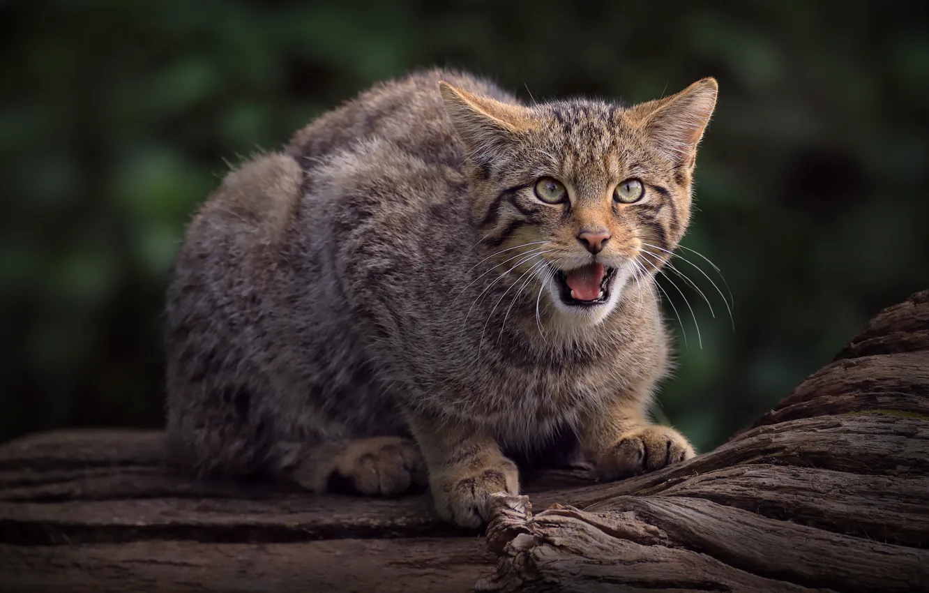 Photo wallpaper language, cat, look, face, trees, pose, the dark background, mouth