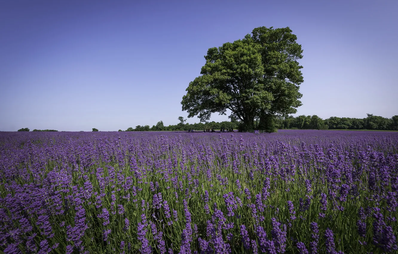 Photo wallpaper trees, lavender, lavender field