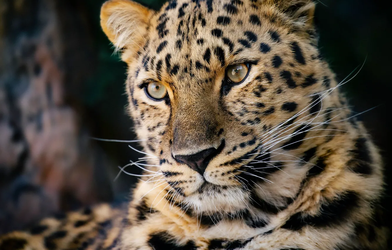 Photo wallpaper face, portrait, predator, leopard, wild cat