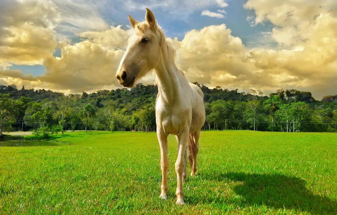 Photo wallpaper forest, clouds, horse, meadow